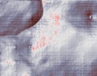 abwasser phenol